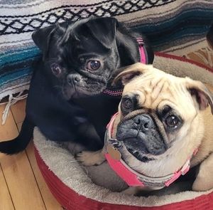 Meet your Posher, Krystal